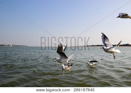 Heuglin's Gull Or Siberian Gull, Migrated Siberian Bird On Ganges River Allahabad At Prayag Triveni 