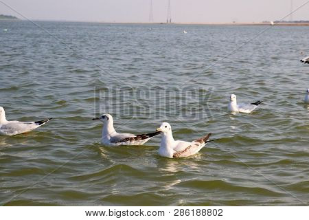 Heuglin's Gull Or Siberian Gull, Migrated Siberian Bird On Ganges River Allahabad At Prayag Triveni 