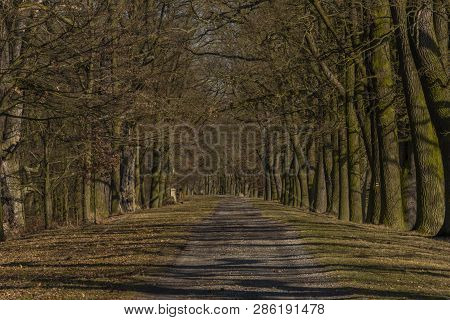 Path With Leaf Old Trees Near Rozmberk Pond In Winter Sunny Day