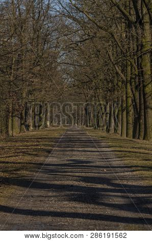 Path With Leaf Old Trees Near Rozmberk Pond In Winter Sunny Day