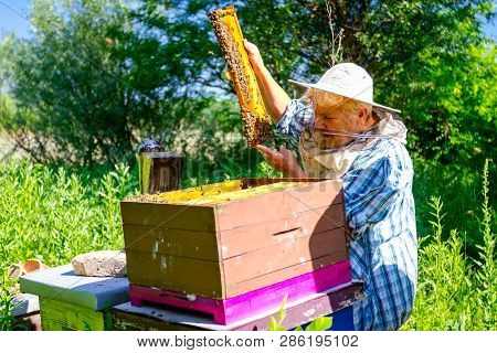 Barehanded Senior Woman, Beekeeper, Is Control Situation In Bee Colony.