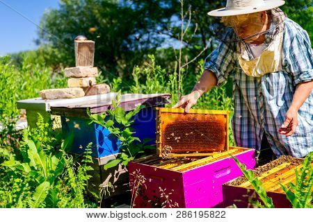 Barehanded Senior Woman, Beekeeper, Is Control Situation In Bee Colony.