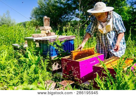 Barehanded Senior Woman, Beekeeper, Is Control Situation In Bee Colony.