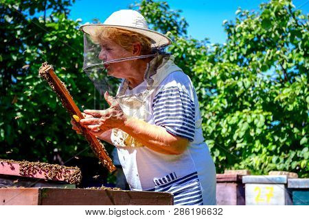 Barehanded Senior Woman, Beekeeper, Is Control Situation In Bee Colony.