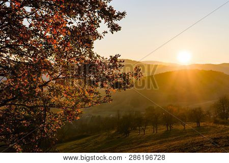 Autumn Colors Of Nature In Alsace, Colorful Leaves And Fgorests