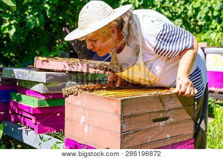 Barehanded Senior Woman, Beekeeper, Is Control Situation In Bee Colony.