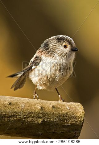 Shot Of A Long-tailed Tit Perched In Local Woodlands
