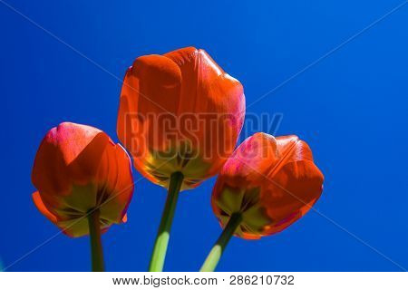 Red Tulip On Blue Background, Flower Iof Spring, Bright Red, Blue Sky, Goup Of Floer, Three Tulips