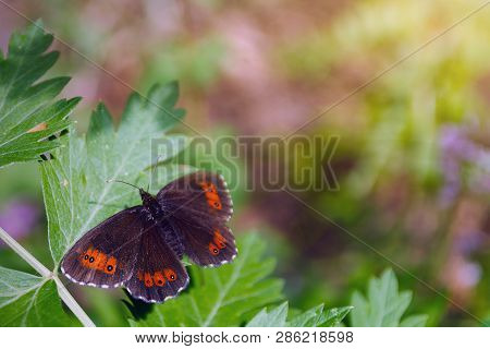 Butterfly Erebia Medusa (woodland Ringlet) On Green Leaf, Copy Space