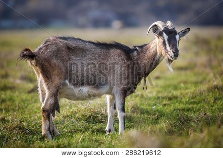 Nice White Brown Hairy Bearded Goat With Long Horns And Beard On Bright Sunny Warm Summer Day On Blu