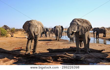 View From African Safari Lodge With Elephants Standing And Drinking From The Camp Waterhole, With A 