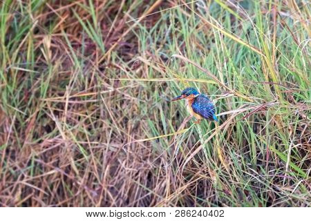 A malachite kingfisher on a riverbank in the Masai Mara, Kenya. 