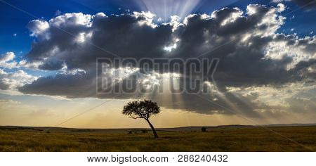 Panaorama of a lone acacia tree and sunset over the grasslands of the Masai Mara, Kenya. 