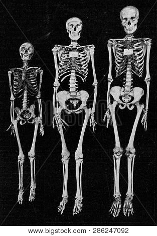 Different sizes of the human skeleton, vintage engraved illustration. From the Universe and Humanity, 1910.