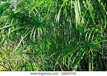 Papyrus Pflanze Cyperus papyrus