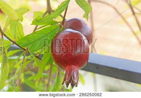 Pomegranate (punica Granatum L) Is A Rich Source Of Polyphenols (especially Ellagic Acid And Punical