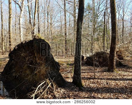 Tree Knocked Over From Strong Winds In Forest
