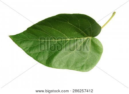 Tropical green leaf.  A leaf of a tree of Jacaranda