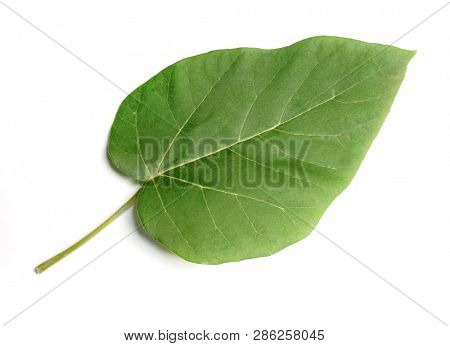 Tropical green leaf.  A leaf of a tree of Jacaranda