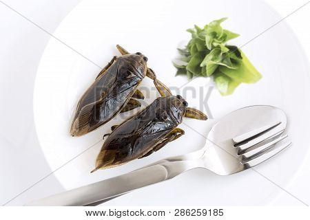 Giant Water Bug Is Edible Insect For Eating As Food Insects Cooking Deep-fried Crispy Snack On White