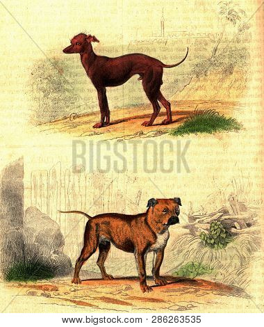 Turkish Dog, The Mastiff, vintage engraved illustration. From Buffon Complete Work.