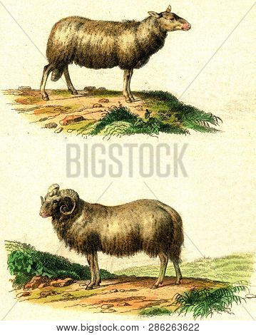 The sheep, The ram, vintage engraved illustration. From Buffon Complete Work.