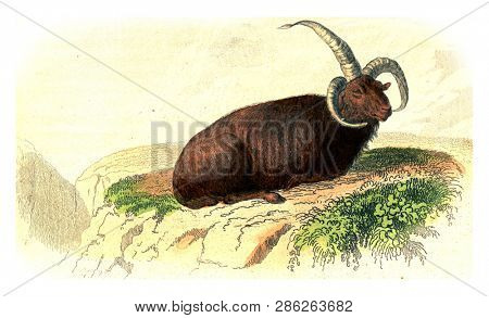 Aries of Iceland, vintage engraved illustration. From Buffon Complete Work.