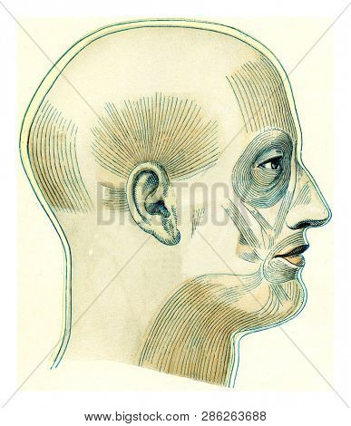 The superficial muscles of the head and neck of a European, vintage engraved illustration. From the Universe and Humanity, 1910.