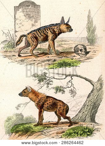 The Striped Hyena, The Spotted Hyena, vintage engraved illustration. From Buffon Complete Work.