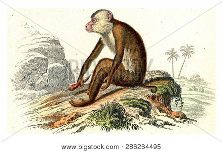 The maimon, vintage engraved illustration. From Buffon Complete Work.