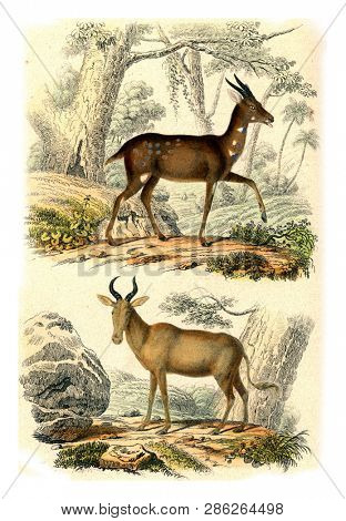 The Bushbuck, Bubale, vintage engraved illustration. From Buffon Complete Work.