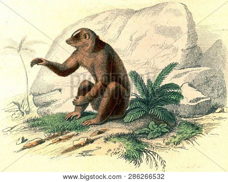 Bengal slow loris, vintage engraved illustration. From Buffon Complete Work.