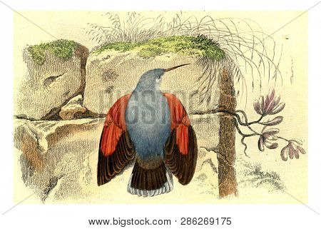 The wall creeper, vintage engraved illustration. From Buffon Complete Work.