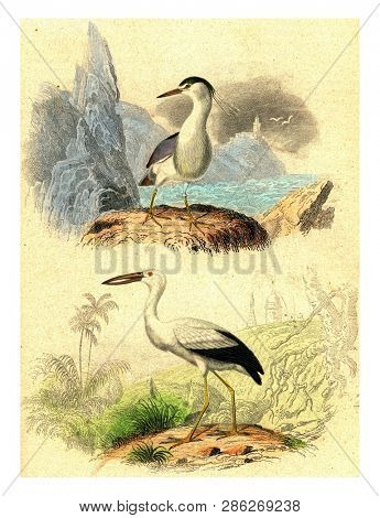 The Night Heron, The open beak, vintage engraved illustration. From Buffon Complete Work.

