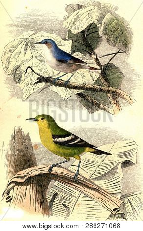 The blue fig, The green and yellow fig, vintage engraved illustration. From Buffon Complete Work.