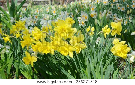 Yellow Spring Narcissus Flowers. Yellow Narcissus Flower Also Known As Daffodil, Daffadowndilly, Nar