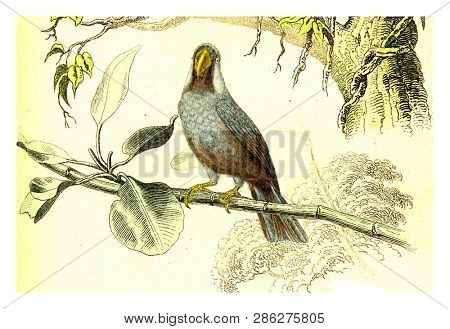 The Mascarin, vintage engraved illustration. From Buffon Complete Work.