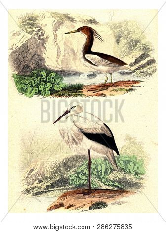 Crabier of mahon, The stork, vintage engraved illustration. From Buffon Complete Work.