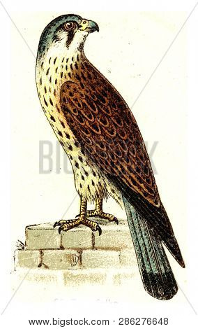 Common kestrel, vintage engraved illustration. From Deutch Birds of Europe Atlas.