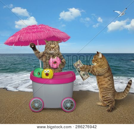 The Funny Cat Buys Donuts At The Mini Movable Pink Cart On The Beach.