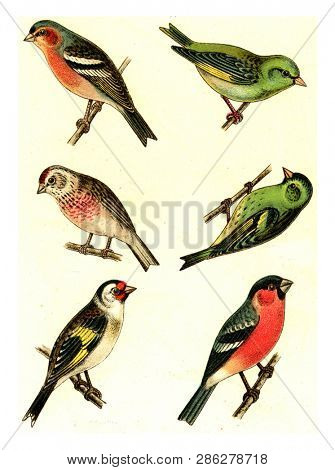 Chaffinch, Greenfinch, Linnet, Siskin, Goldfinch, Bullfinch, vintage engraved illustration. From Deutch Birds of Europe Atlas.