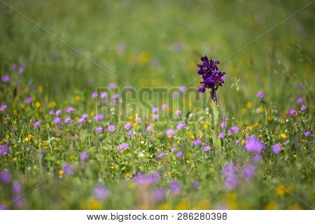 View Of The Anacamptis Morio, The Green-winged Orchid Or Green-veined Orchid