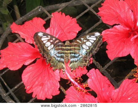 Farfalla