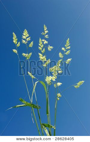 Dactyle contre le ciel bleu