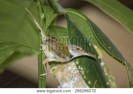 Common Tailor Bird ( Orthotomus Sutorius ) Feeding The Baby Bird To The Nest In The Back