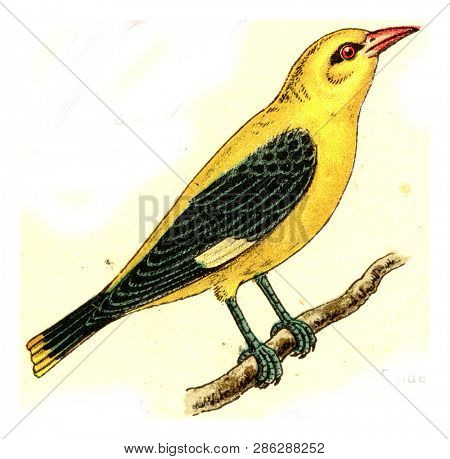 Oriole, vintage engraved illustration. From Deutch Birds of Europe Atlas.