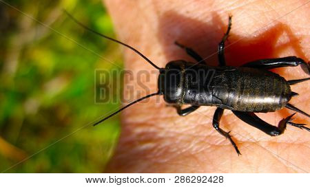 Black Earth Cricket On Hand Close Up Inseckt