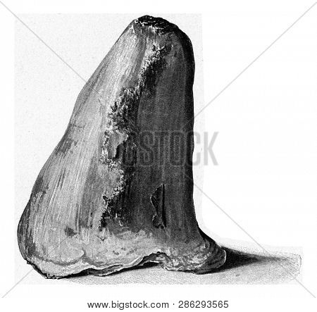 Sigillary in the form of sugar loaf from the Reden Pit in the coal district of Saarland, vintage engraved illustration. From the Universe and Humanity, 1910.