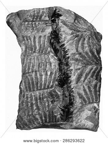 Fragment of a fern leaf from the Carboniferous formation of the Saar district, vintage engraved illustration. From the Universe and Humanity, 1910.