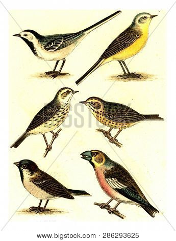 Wagtail, Yellow Wagtail, Meadow Pipit, Tree Pipit, Sparrow, Grosbeak, vintage engraved illustration. From Deutch Birds of Europe Atlas.